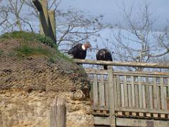 149 BIO PARC DE DOUE LA FONTAINE 6- 2016_000016